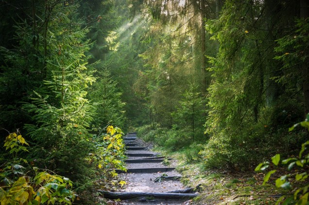 Waldweg mit Stufen 